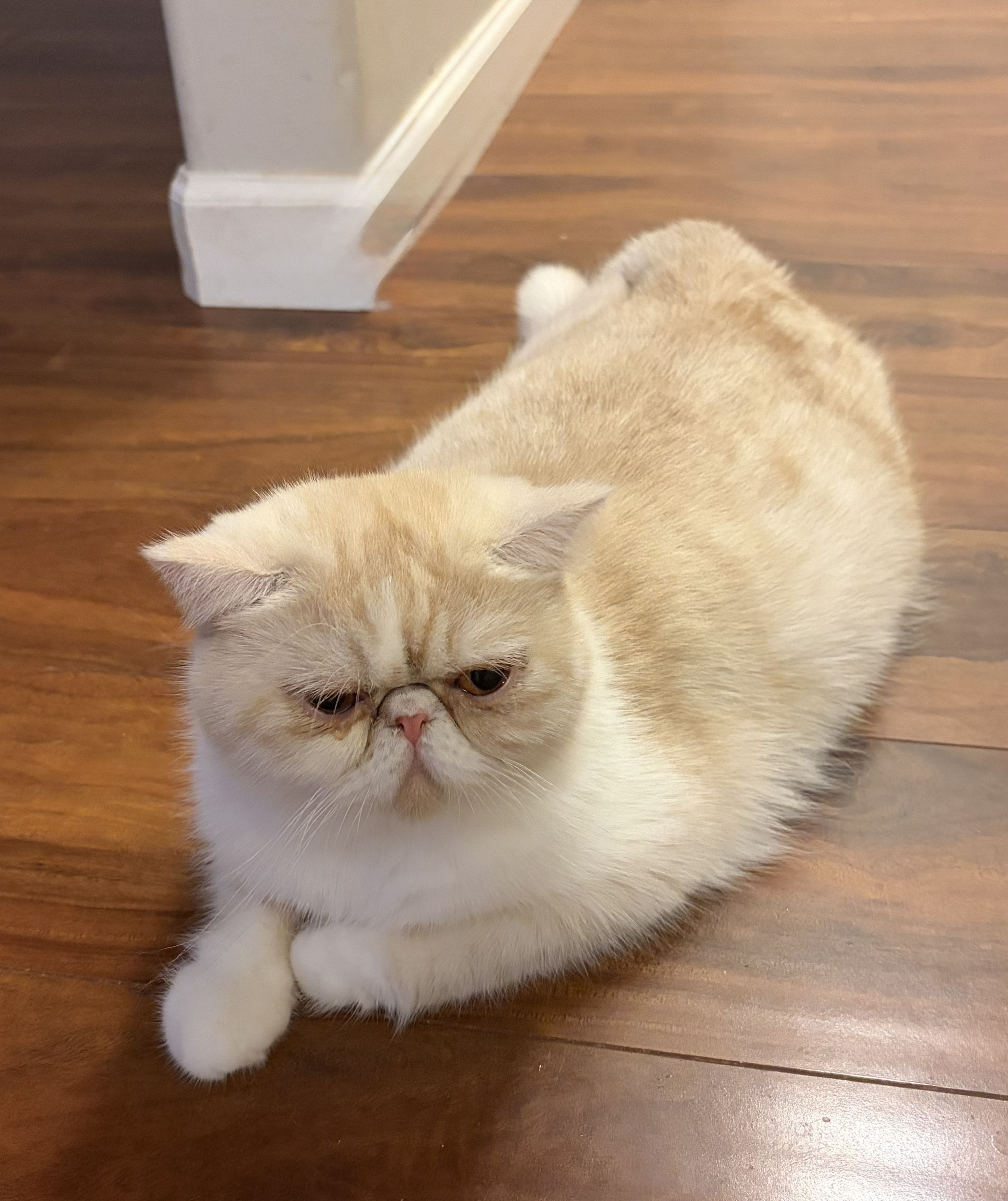 Adult exotic shorthair cat