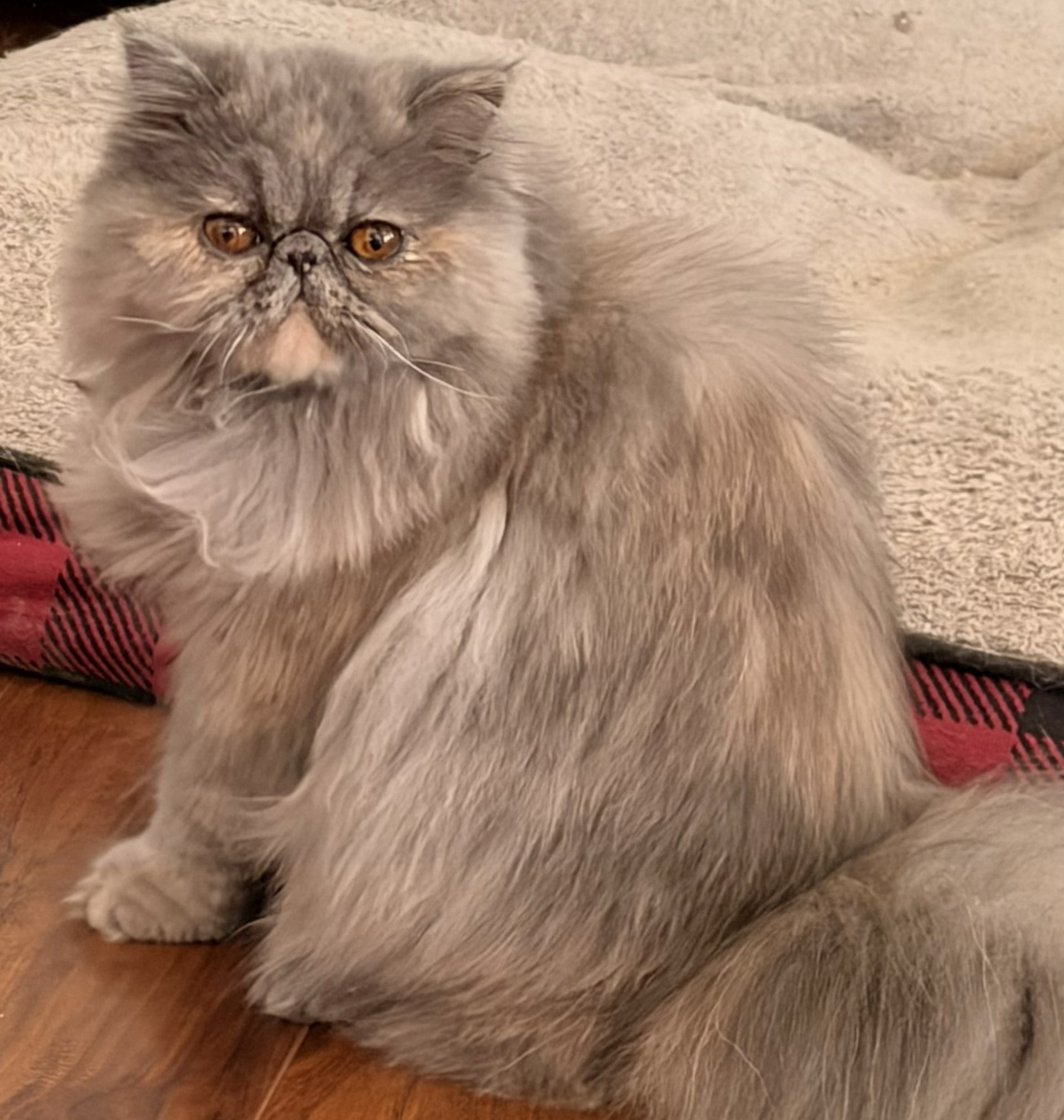 Cat portrait