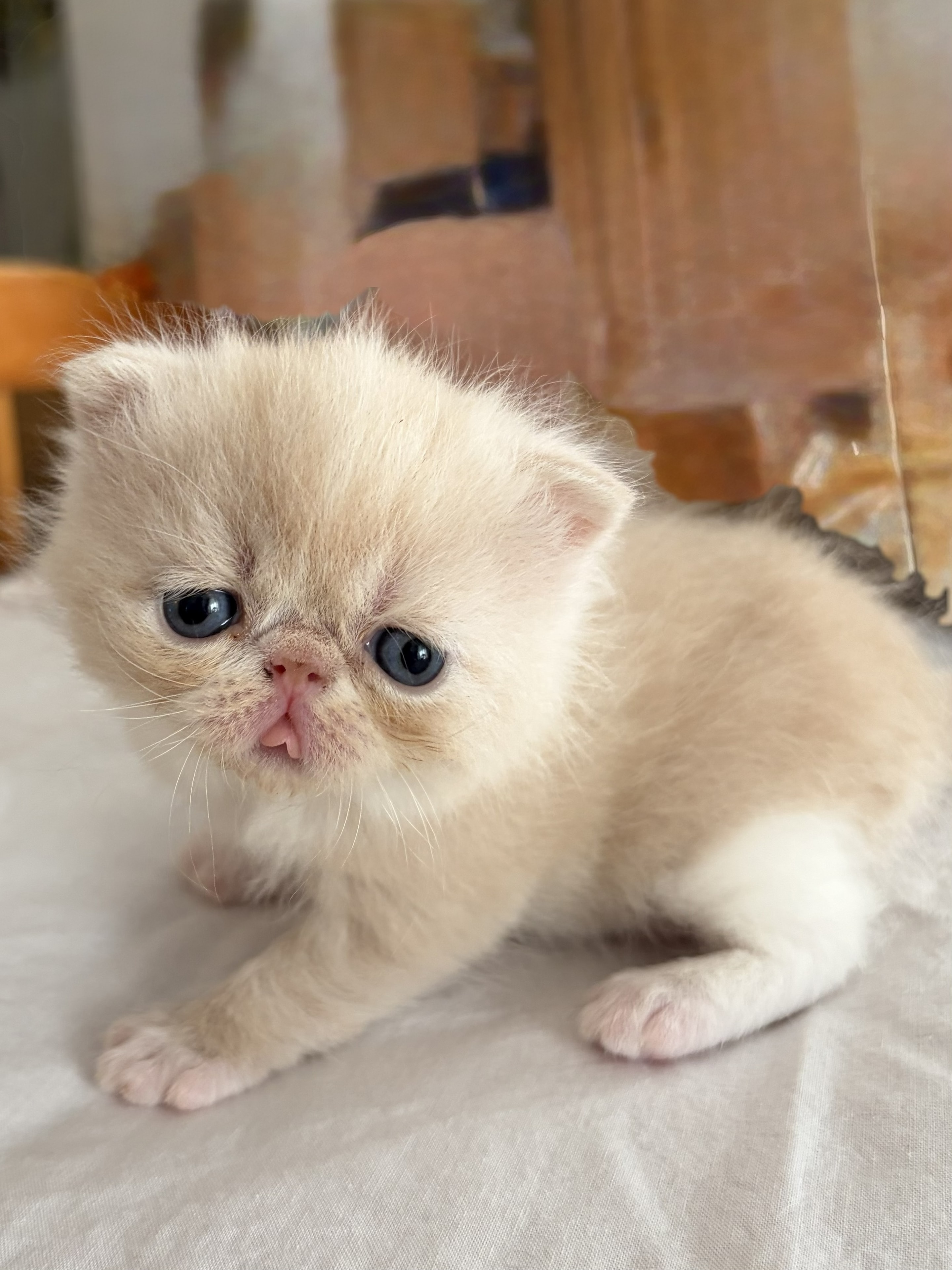 Cream-white — Blue Exotic Shorthair kitten