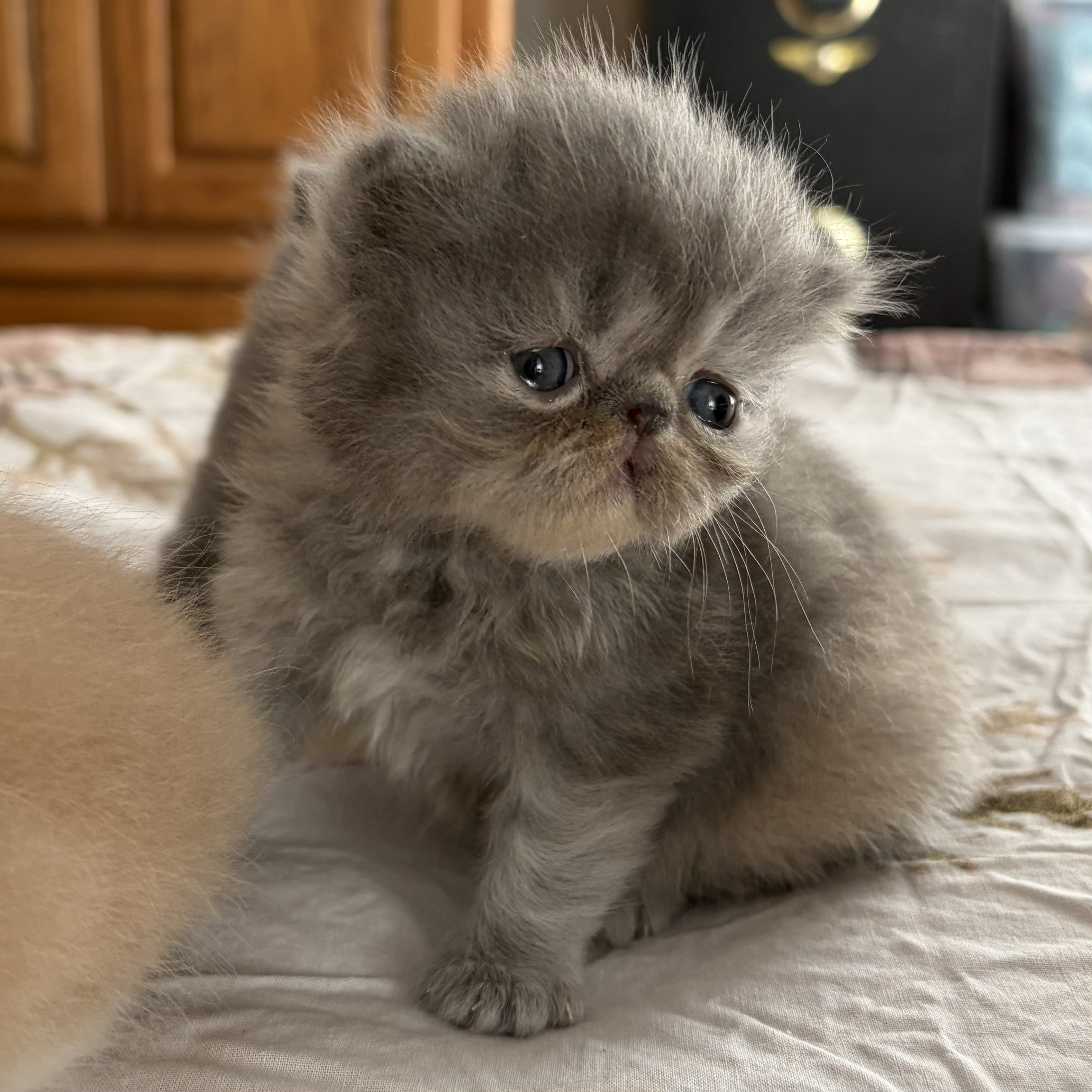 Blue-Cream (1) — Red Tabby Exotic Shorthair kitten