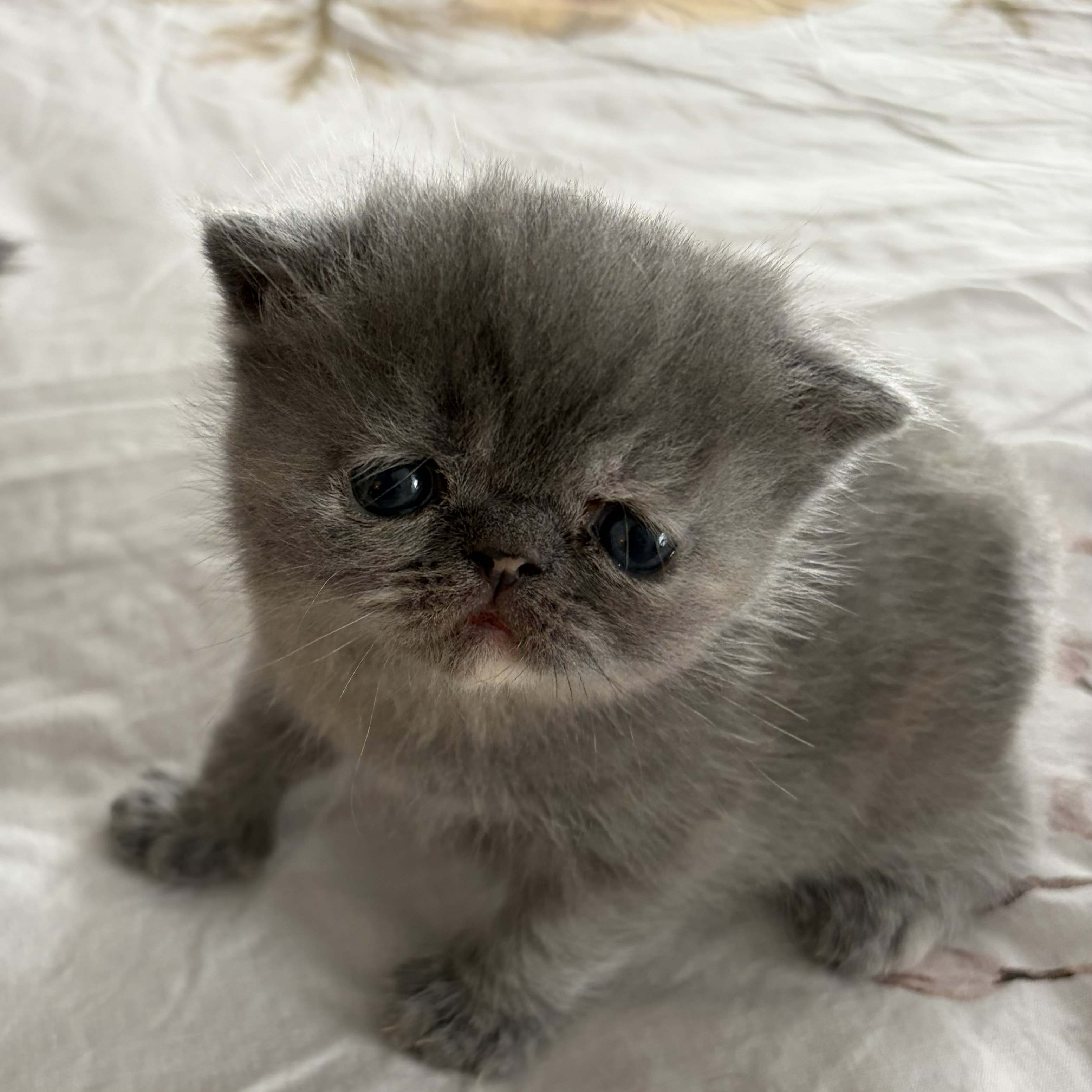 Blue-Cream (2) — Blue Cream Exotic Shorthair kitten